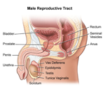 male reproductive tract