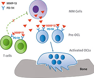 Findings by Dr. Lentzsch's lab that binding of MMP13 to osteoclasts and T-cells links multiple myeloma bone disease with the suppressed immune environment in multiple myeloma provides new approaches to treat bone disease and restore a suppressed immune environment.