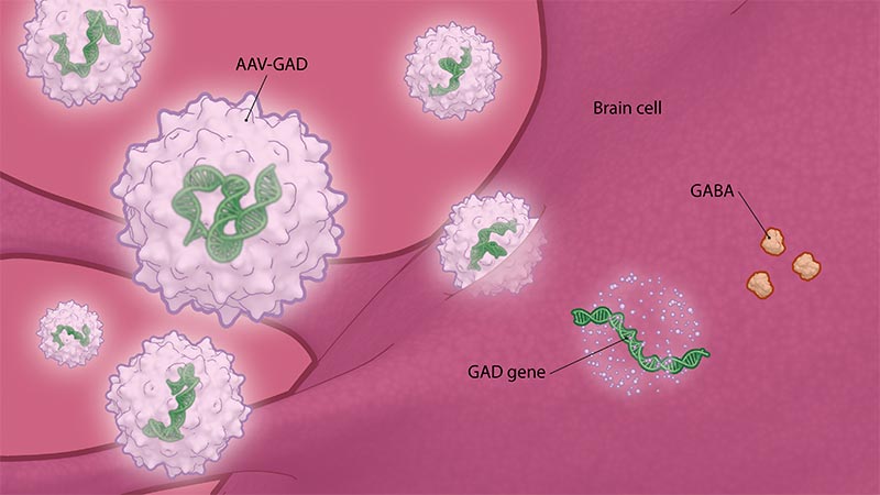 digital illustration of GAD gene inside an STN producing GABA all inside brain cell