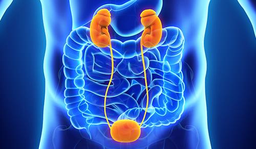 colorful kidney and prostate colorful kidney and prostate